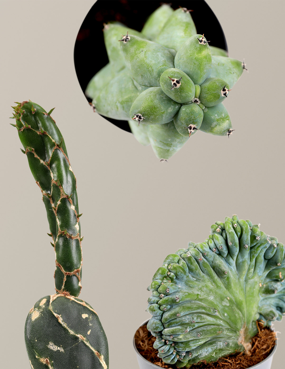 Mini Rare Cactus Bundle