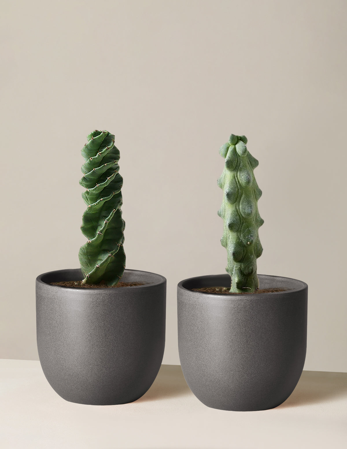 The Rare Cactus Duo Houseplants with Planter - Medium (7