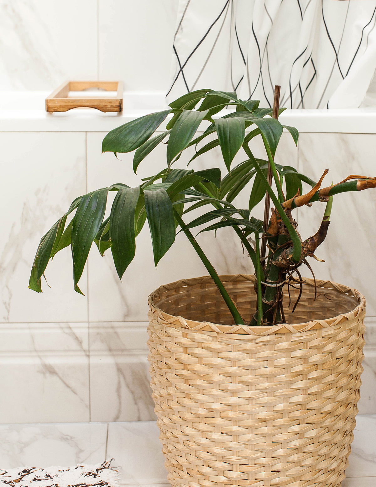 dragon age potted plant Dragon Tail Plant with Planter - Medium (10-14" tall) Rose Gold Planter