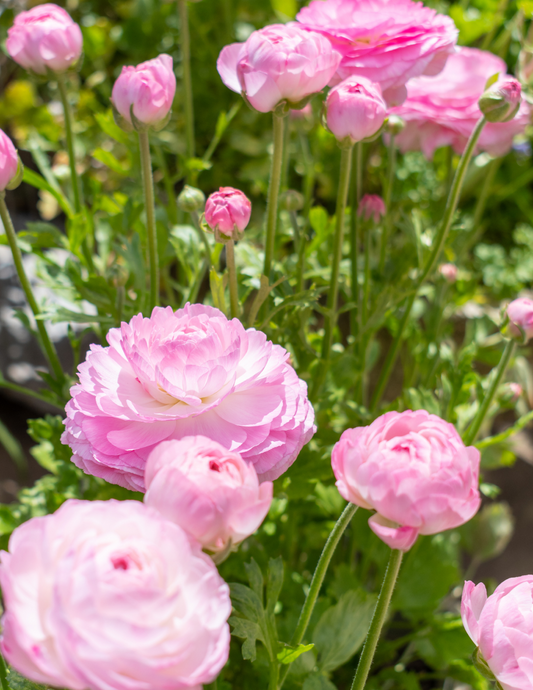Ready For Romance Ranunculus Bulb Mix