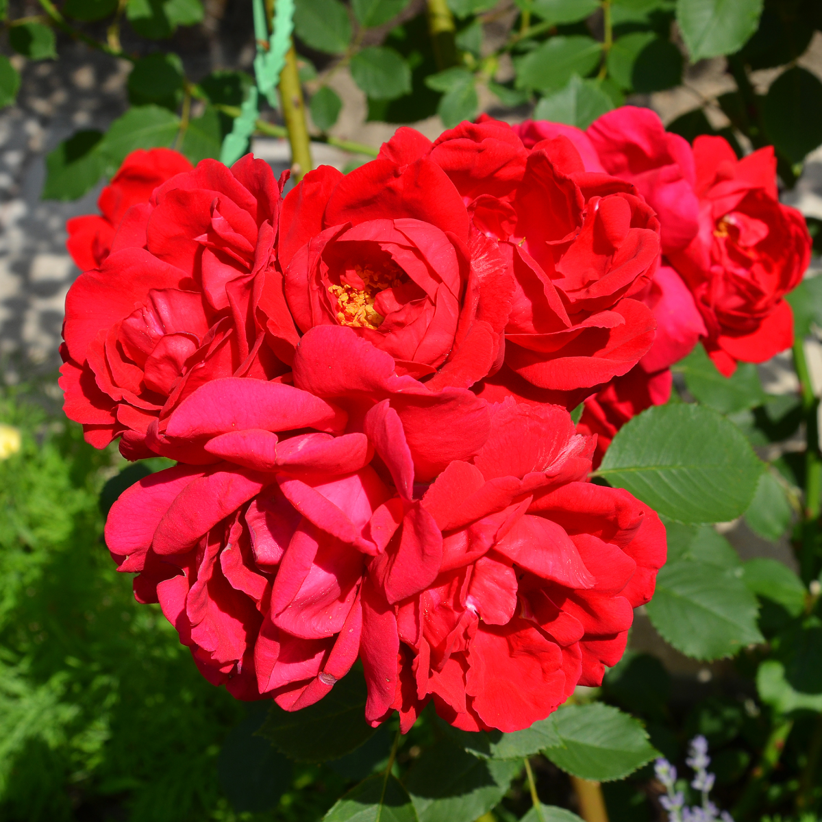 cinnamon rose plant Cinnamon Hearts™ Rose
