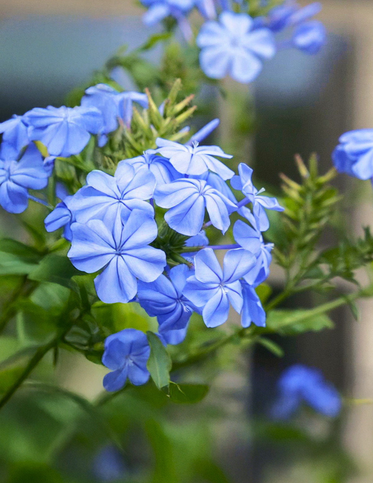 Royal Cape® Plumbago