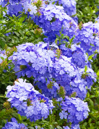 Royal Cape® Plumbago