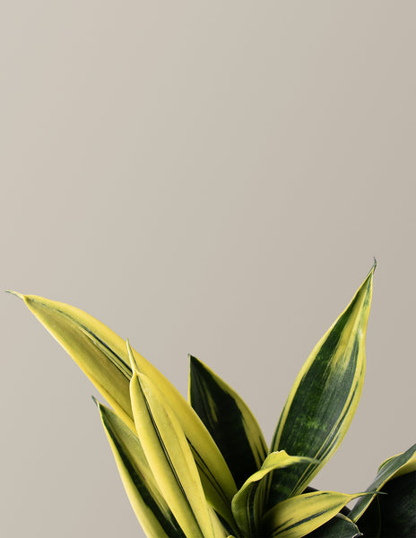 Snake Gold Flame | Low Light Plants & Houseplants Delivery