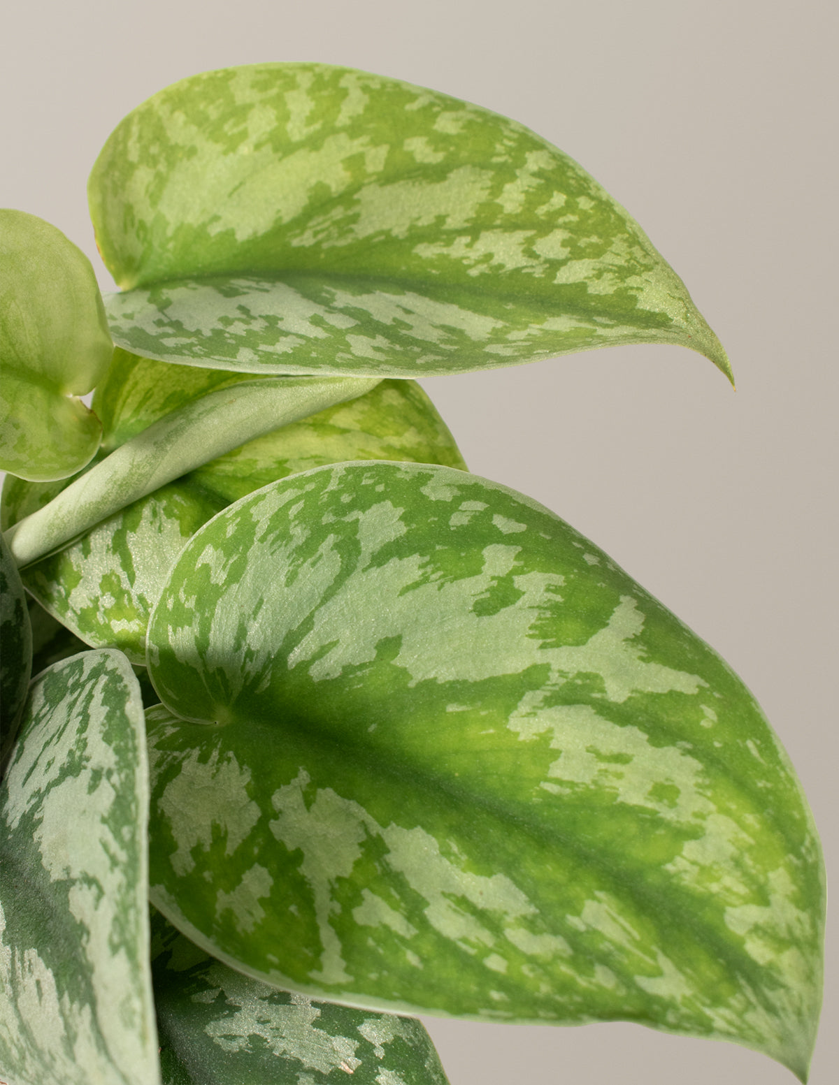 satin money plant Satin Pothos Houseplant with Planter - Medium (8-10" tall) Mustard Planter