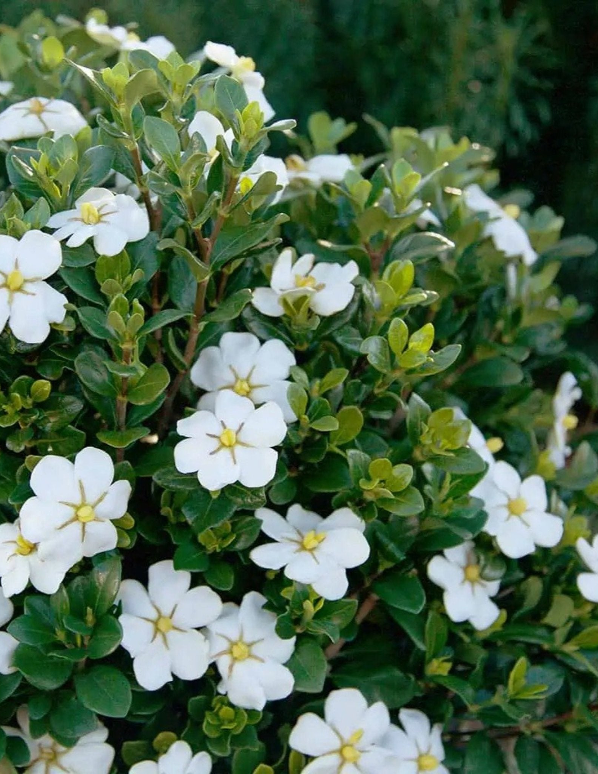 ScentAmazing® Gardenia