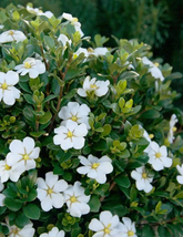ScentAmazing® Gardenia