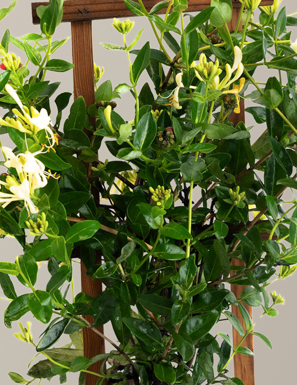 files/the-sill_Scentsation-Honeysuckle-Vine_Gallery.jpg