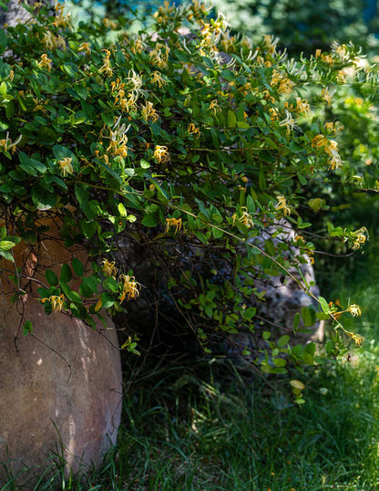 Honeysuckle Vine 'Scentsation'