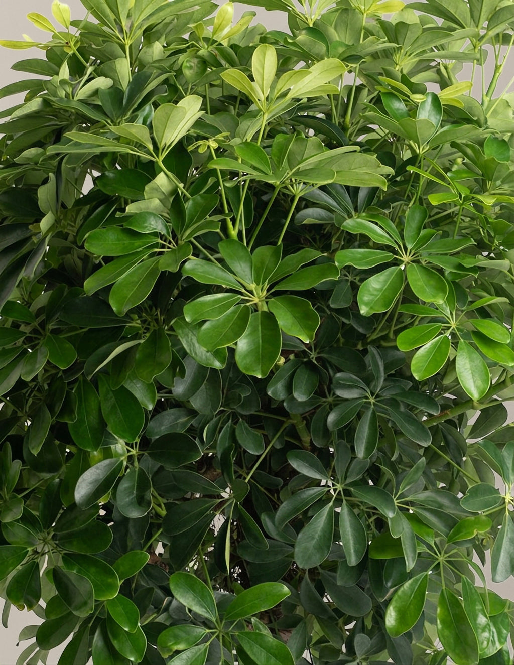 Schefflera Tree