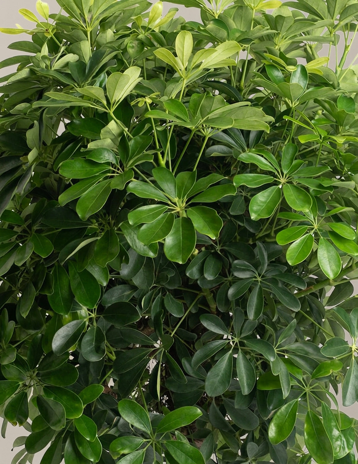files/the-sill_Schefflera-_Umbrella-Plant__Gallery.jpg