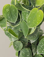Scindapsus pictus Silver Cloud Hoop