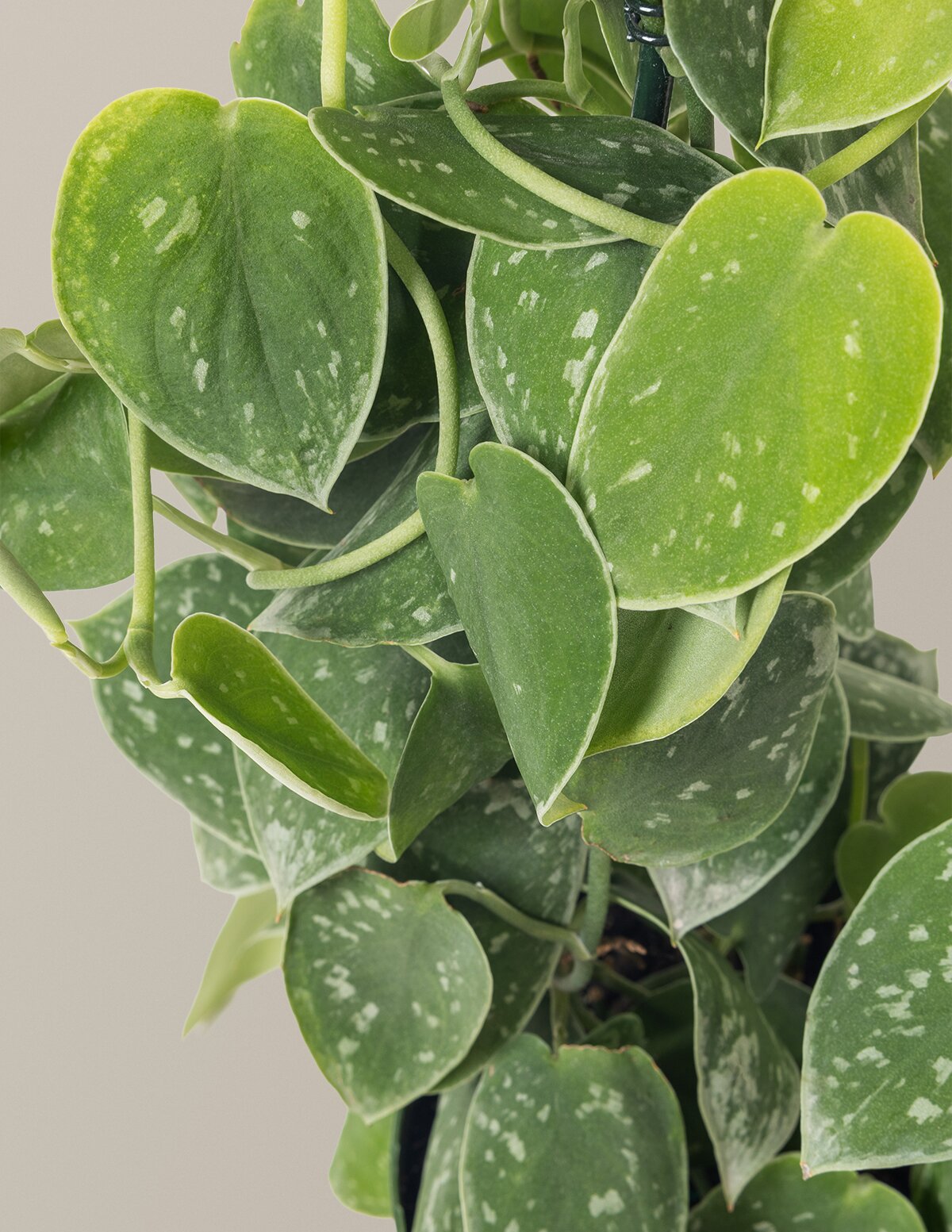 Scindapsus pictus Silver Cloud Hoop
