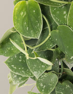 Scindapsus pictus Silver Cloud Hoop