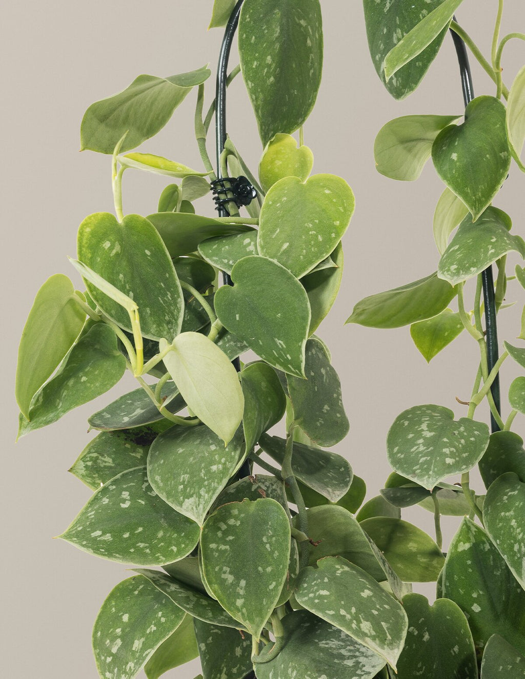 Scindapsus pictus Silver Cloud Hoop
