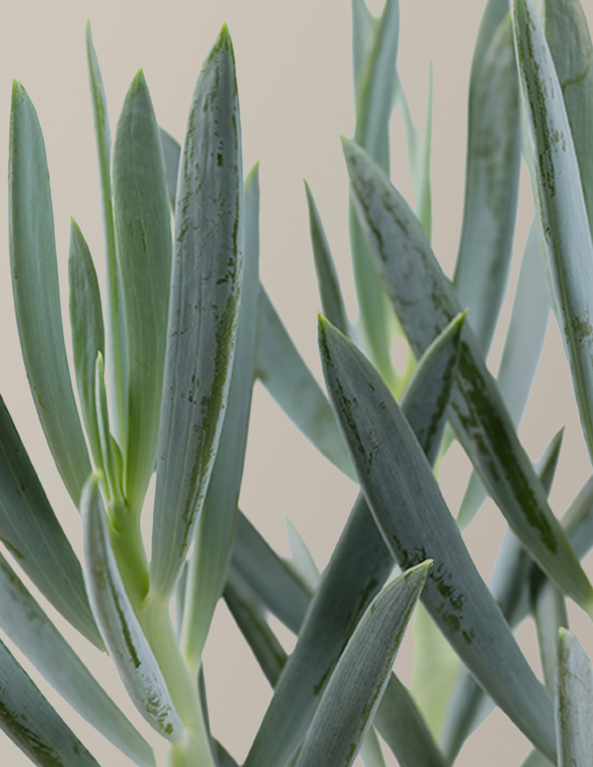 Senecio Mount Everest