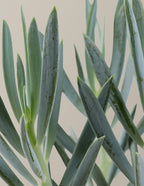 Senecio Mount Everest