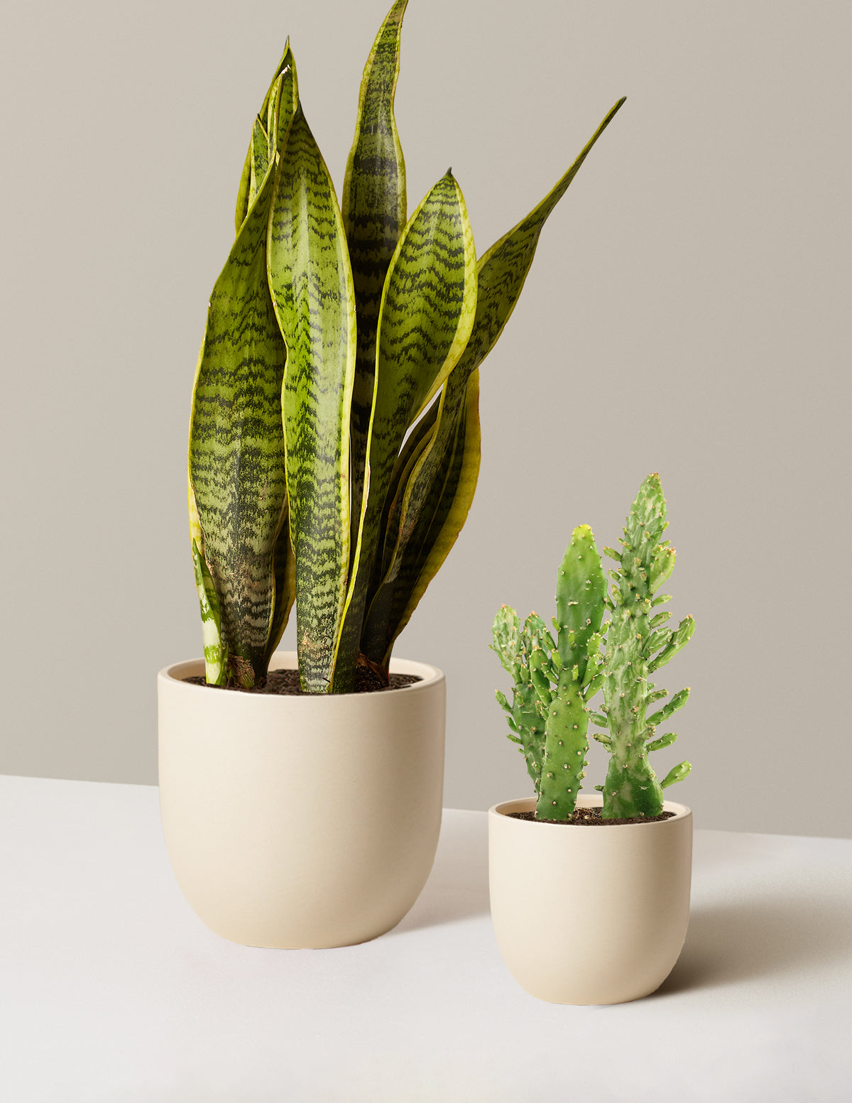 planting pot for ledges and sills codycross Set & Forget Plant Duo | Plant Bundles for Delivery