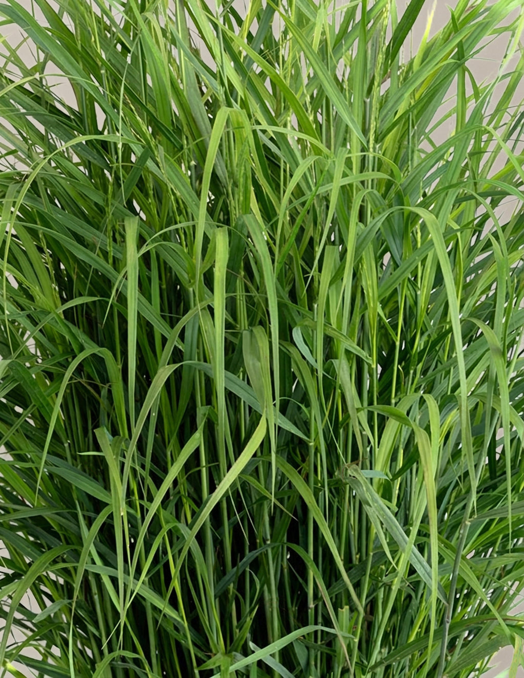 Shenandoah Switch Grass
