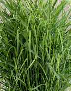 Shenandoah Switch Grass