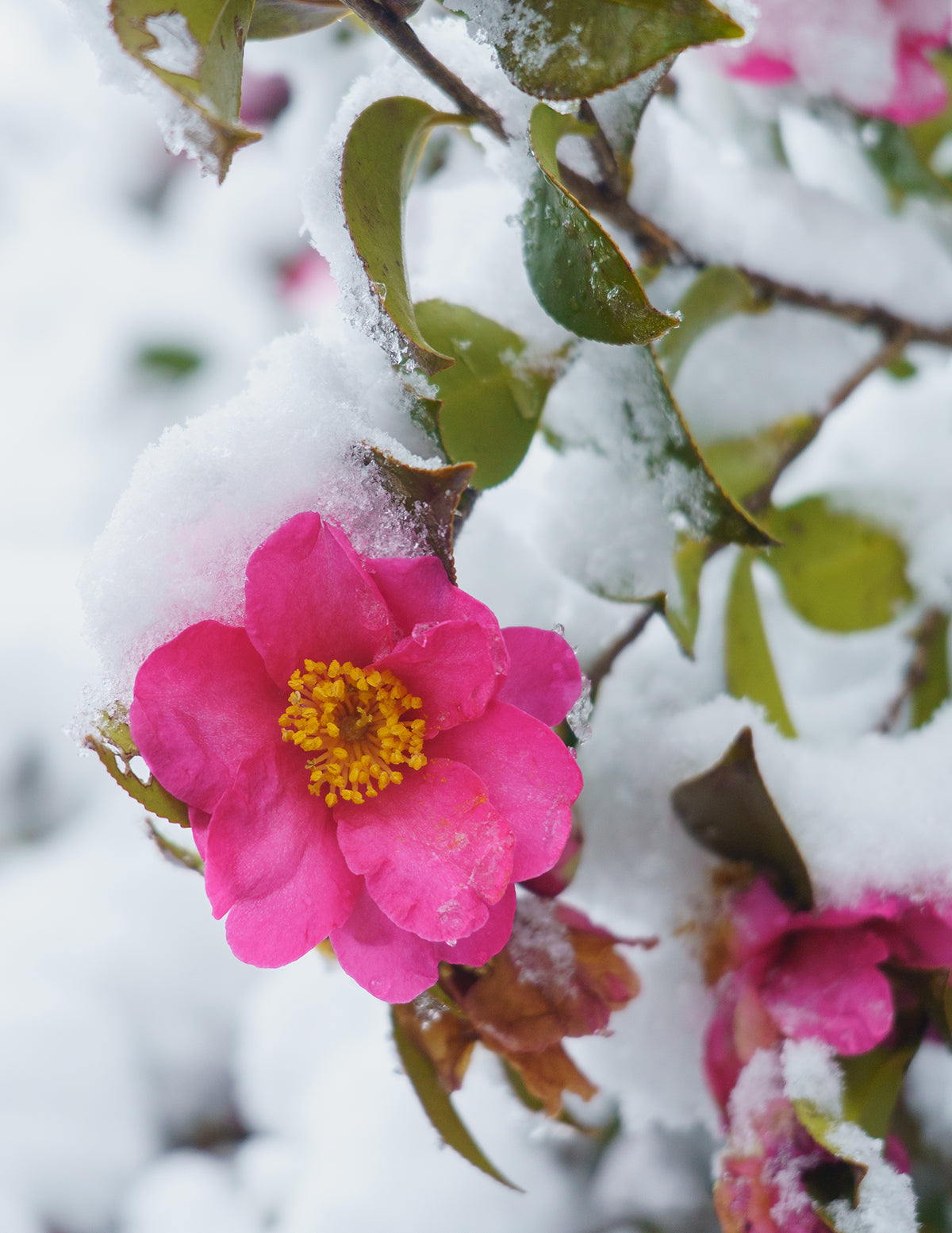 Shishi Gashira Camellia