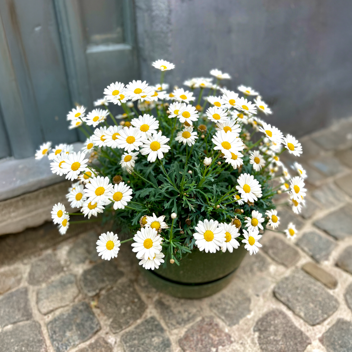 daisy flower plant in pot Shortstop™ Shasta Daisy
