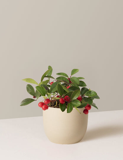 Wintergreen Cherry Berries