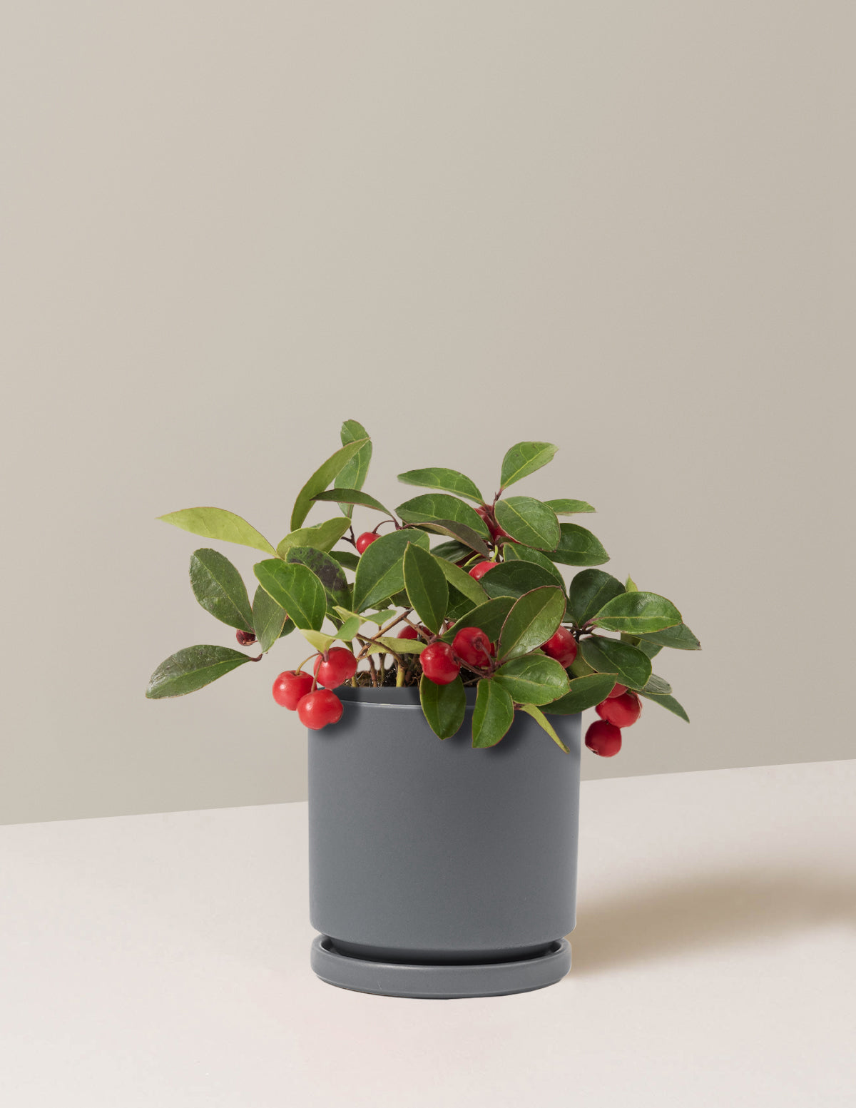 Wintergreen Cherry Berries