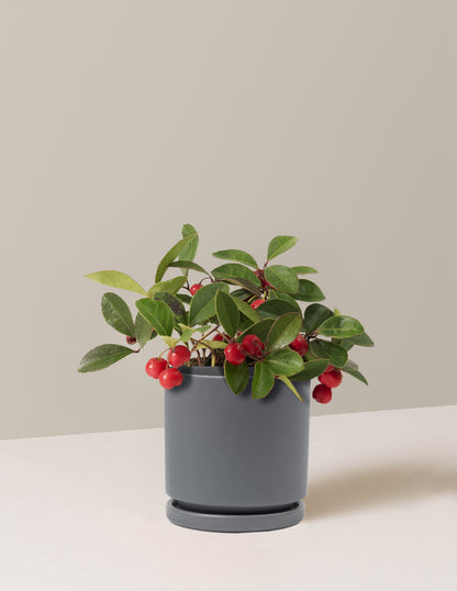 Wintergreen Cherry Berries