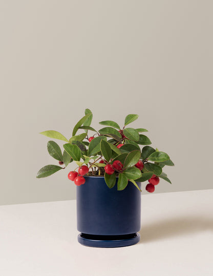 Wintergreen Cherry Berries