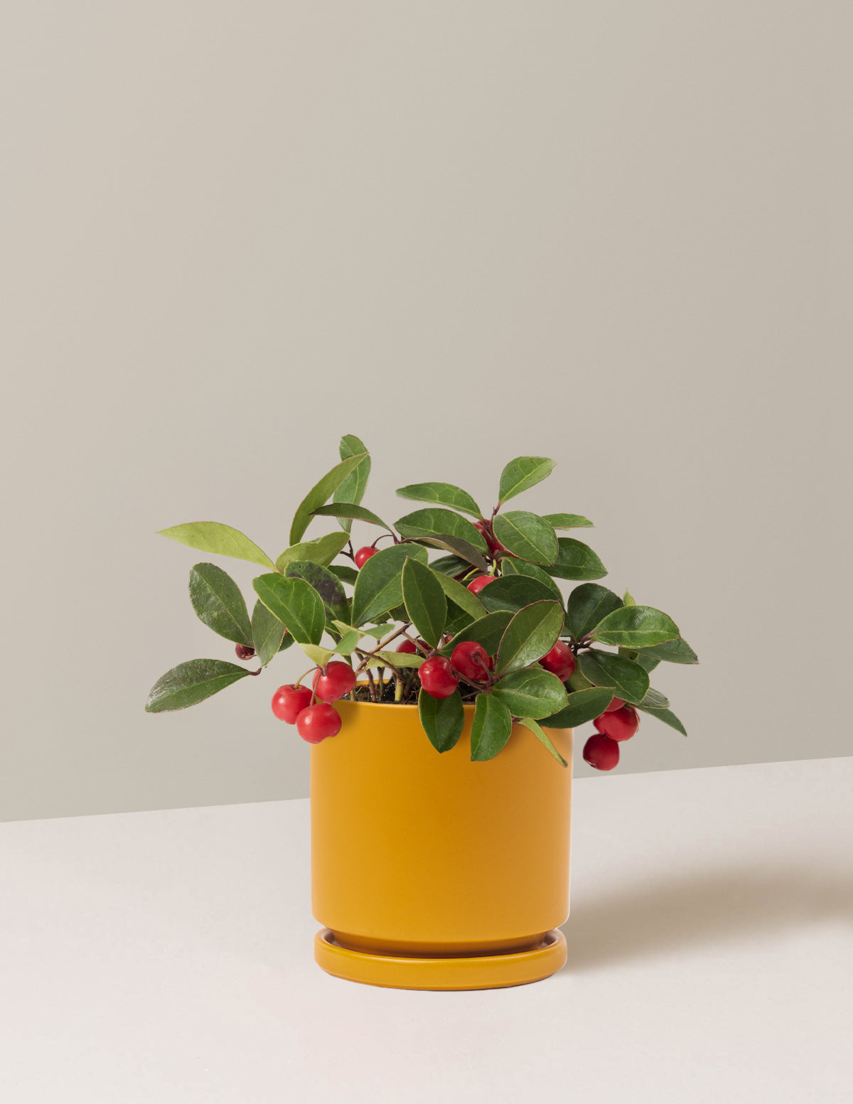 Wintergreen Cherry Berries