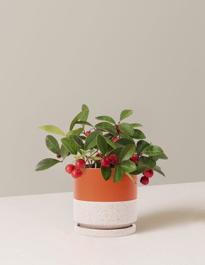 Wintergreen Cherry Berries