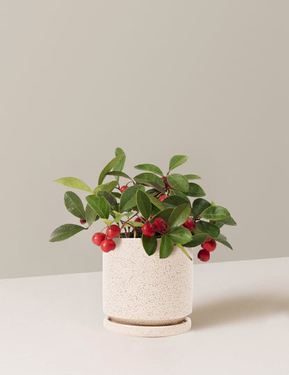 Wintergreen Cherry Berries