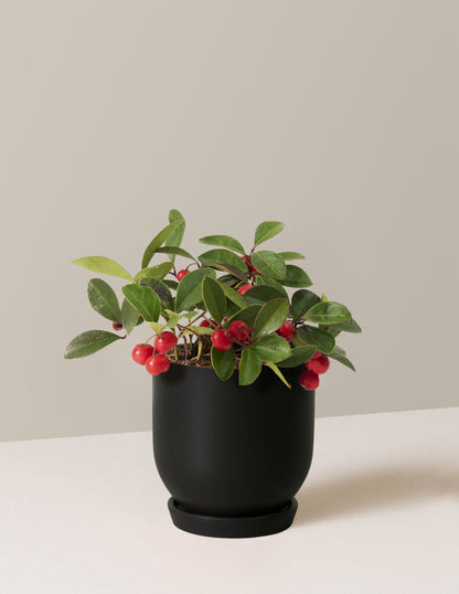 Wintergreen Cherry Berries