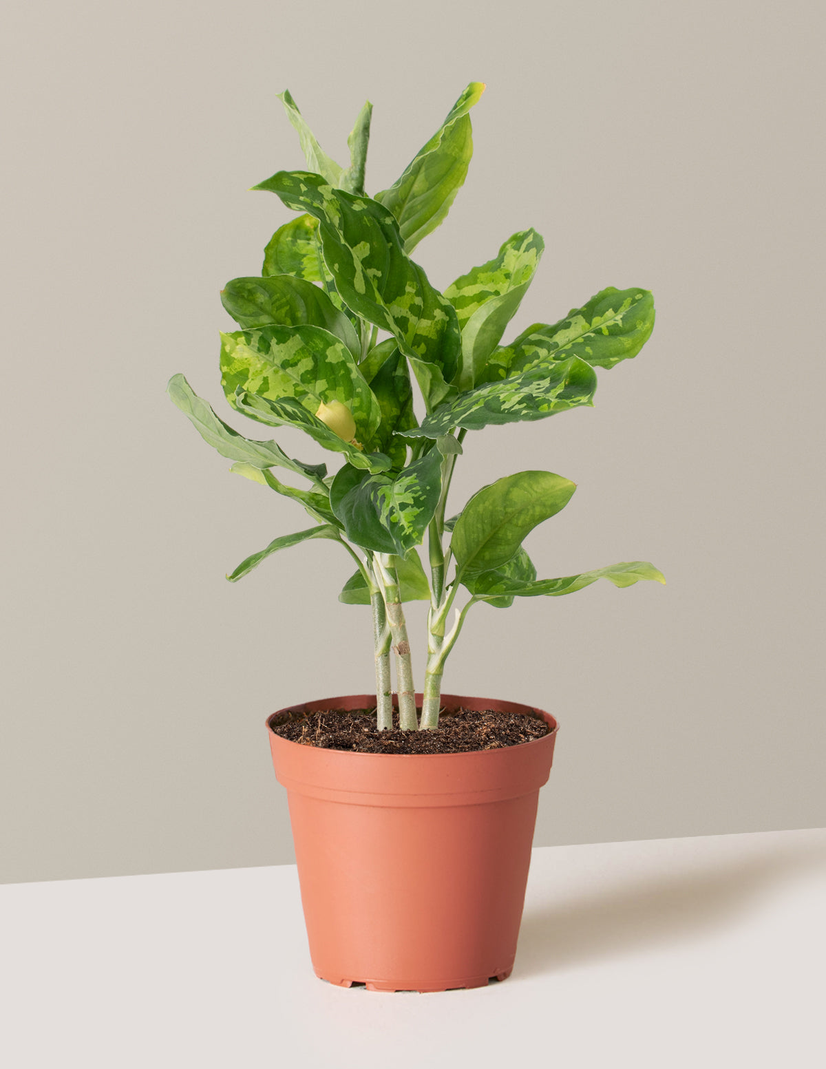 bundle | Small | Grow Pot