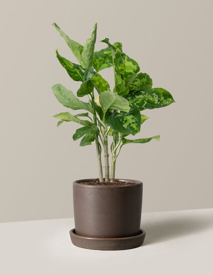 Aglaonema Pictum Tricolor