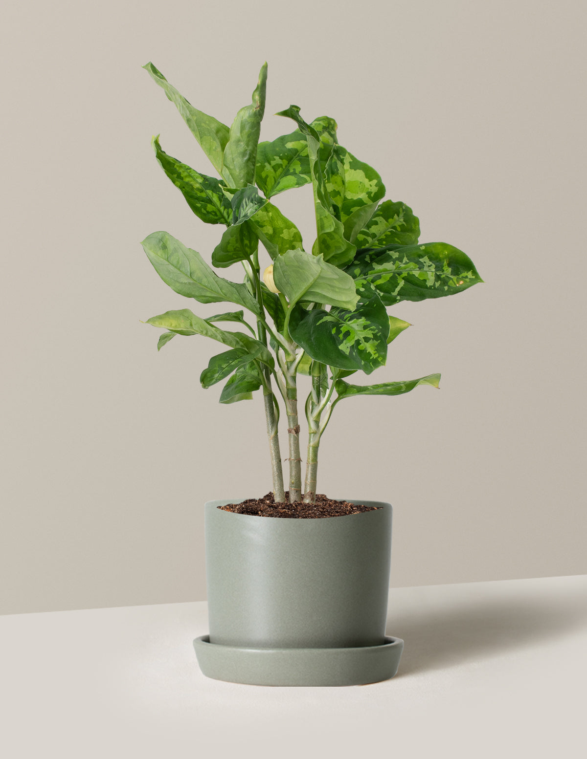 Aglaonema Pictum Tricolor