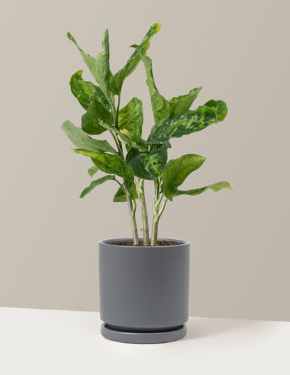 Aglaonema Pictum Tricolor