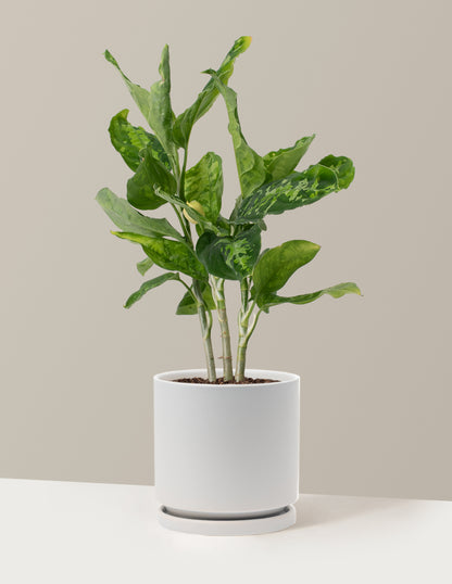 Aglaonema Pictum Tricolor