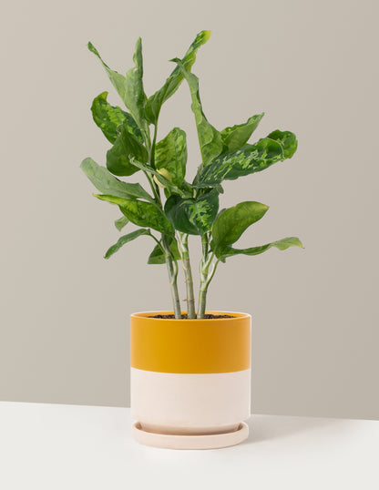Aglaonema Pictum Tricolor