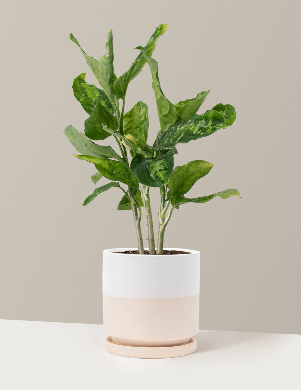 Aglaonema Pictum Tricolor| Unique and Rare Houseplants for Aglaonema Pictum Tricolor| Unique and Rare Houseplants for