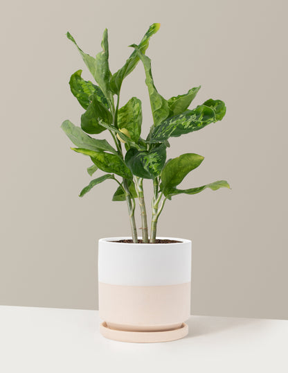 Aglaonema Pictum Tricolor