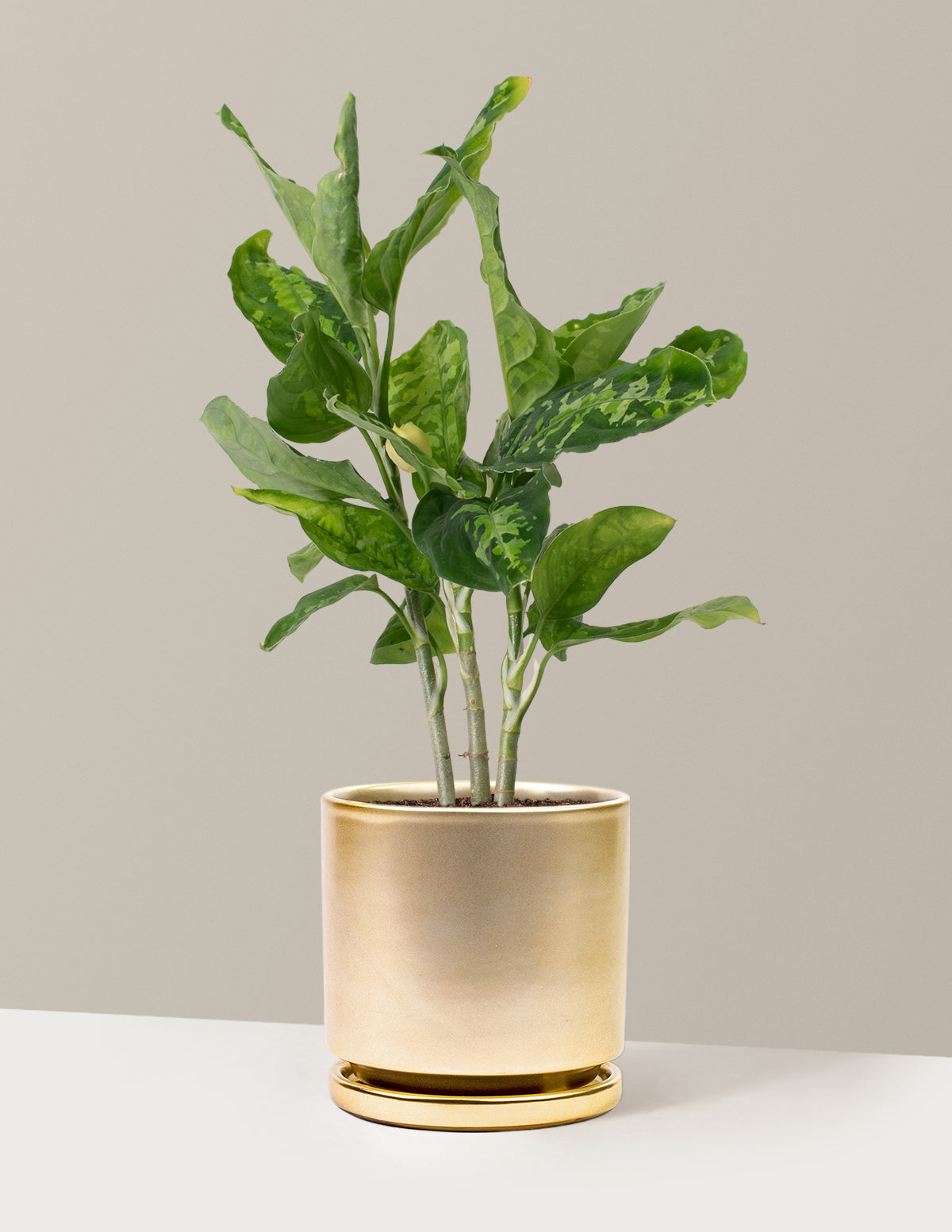 Aglaonema Pictum Tricolor | Houseplant | Always Affordable