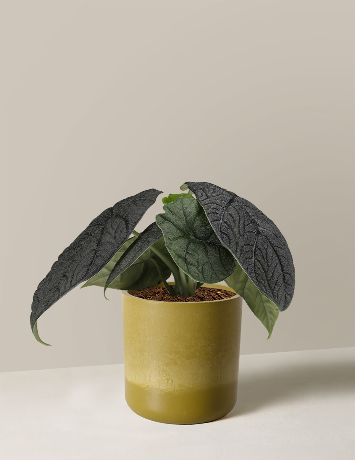 Alocasia Melo