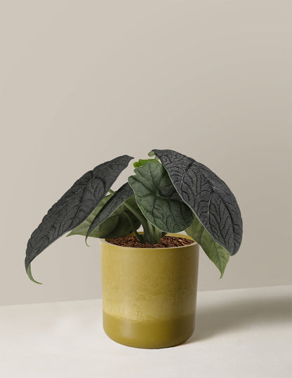 Alocasia Melo