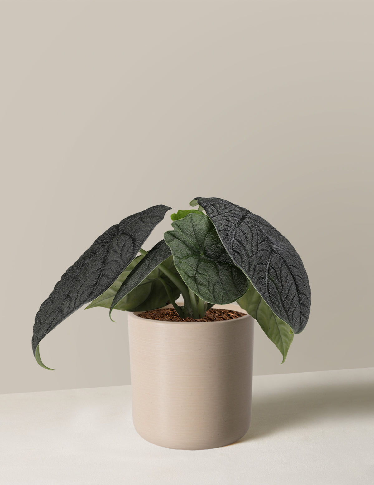 Alocasia Melo