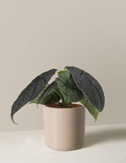 Alocasia Melo
