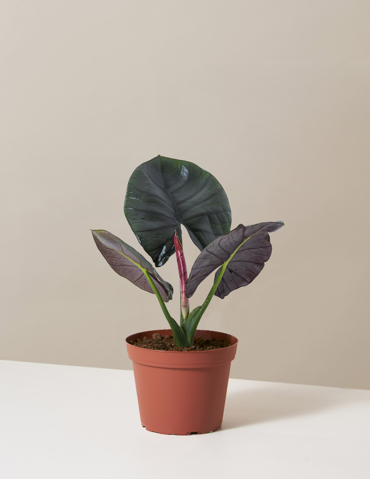 Alocasia Silver Velvet