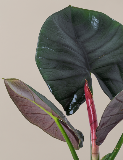 Alocasia Silver Velvet