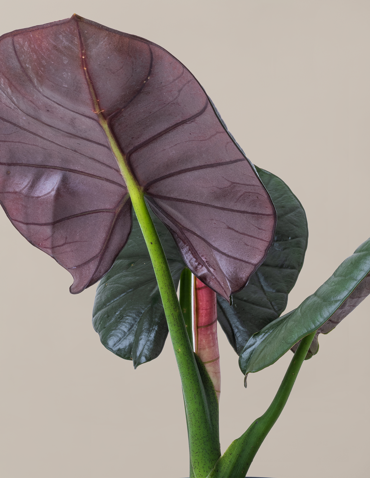 Alocasia Silver Velvet